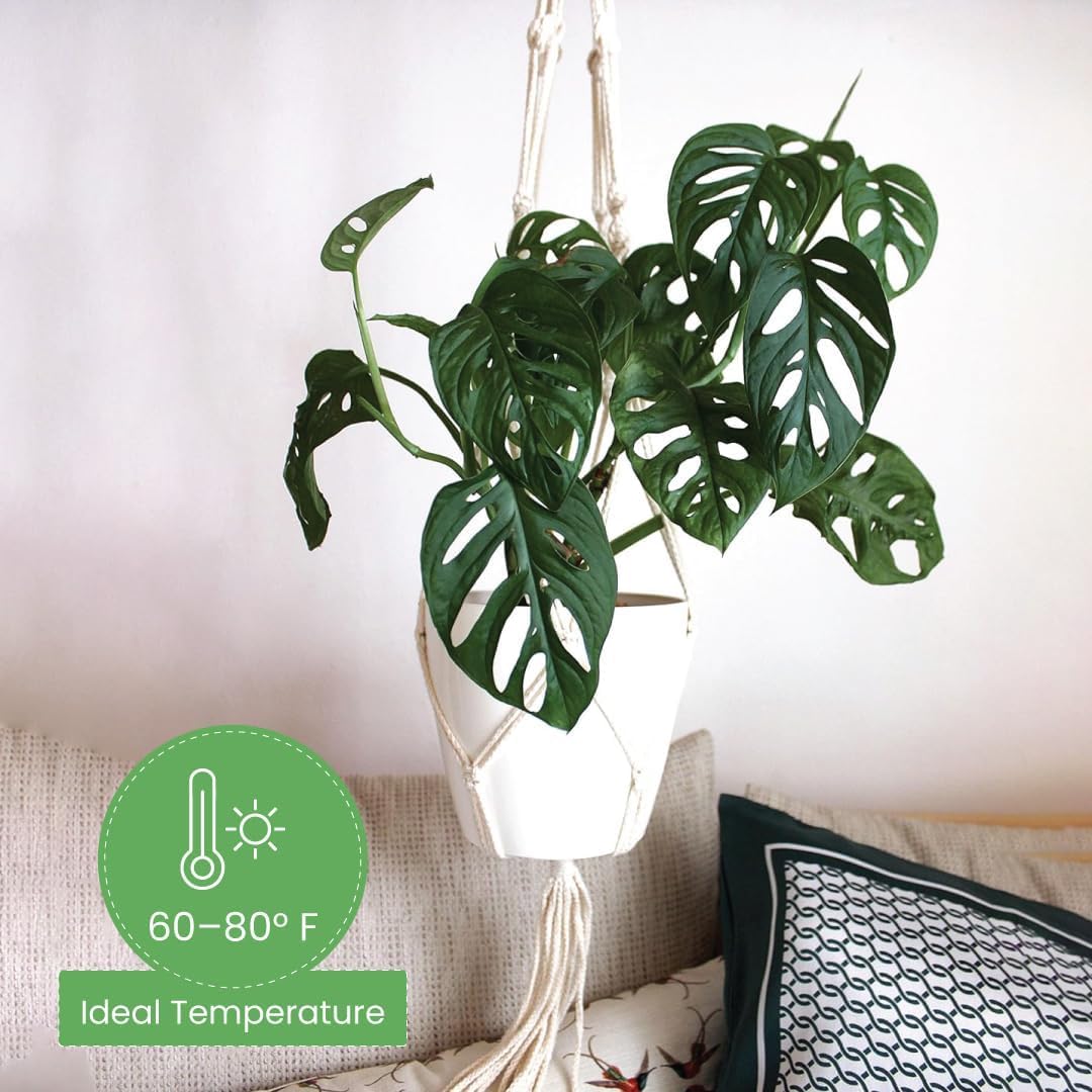 American Plant Exchange Monstera Adansonii – Live 8-Inch Hanging Basket Swiss Cheese Vine Plant, Easy-Care Trailing Houseplant, Low-Maintenance Air Purifying Plant for Home, Office & Garden Décor