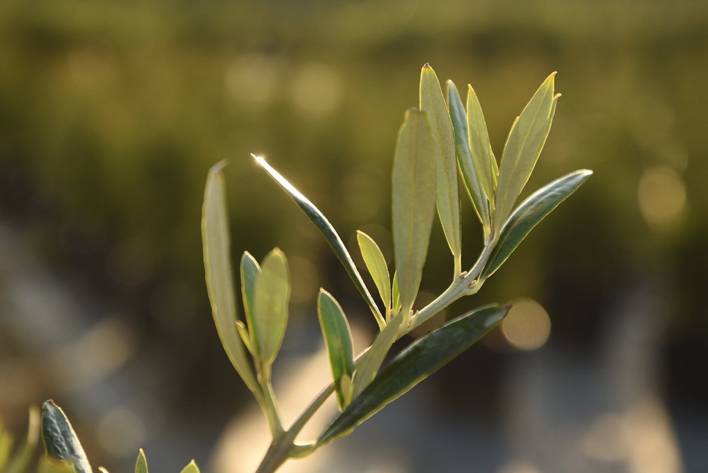 Arbequina Olive Tree - Live Plant, Includes Special Blend Fertilizer & Planting Guide