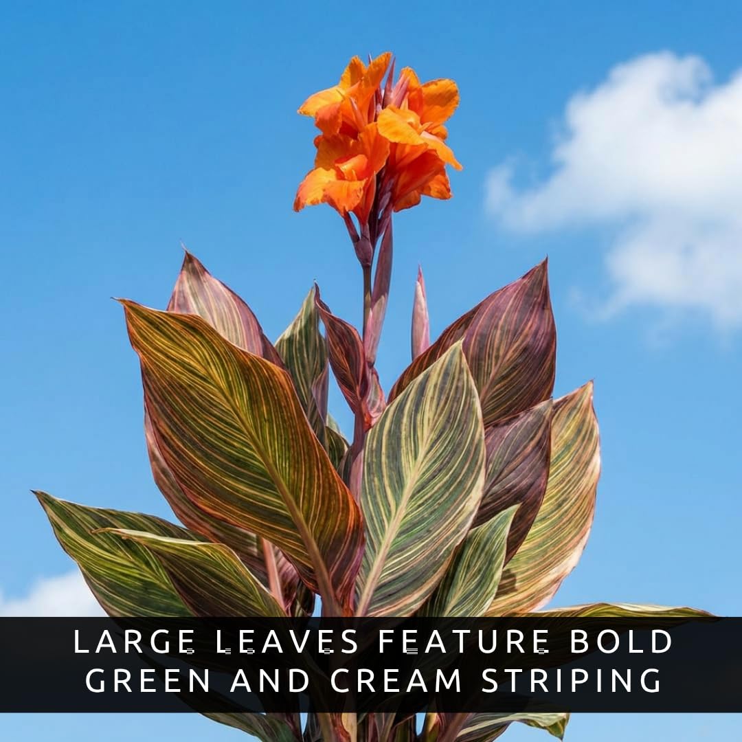 Variegated Giant Canna Lily Bulb for Planting – 1 Rhizome, Tropical Tall Flower Plant, Striped Leaves, Outdoor Garden or Container Plant, Summer Blooming Ornamental Easy to Grow (1 Bulb)