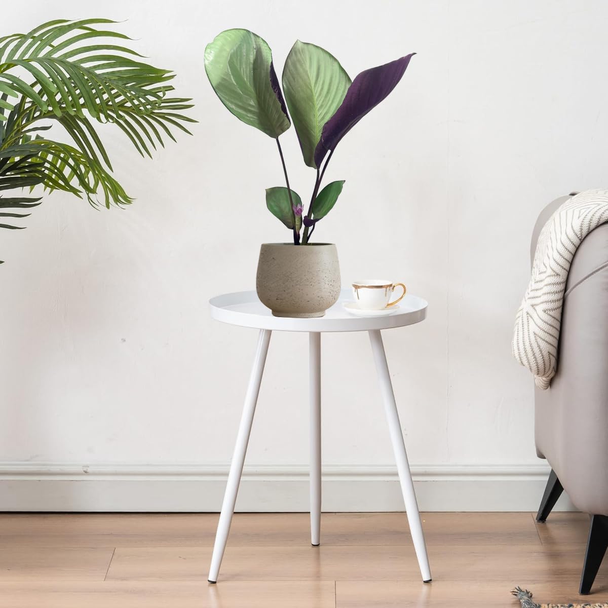 LEAL PLANTS ECUADOR Calathea Silver Plate(Pack of 2) Fascinating Leaf Movement, Easy Care Tropical Houseplant, Air-Purifying, Ideal for Home & Office Decor, Unique Living Plant Gift