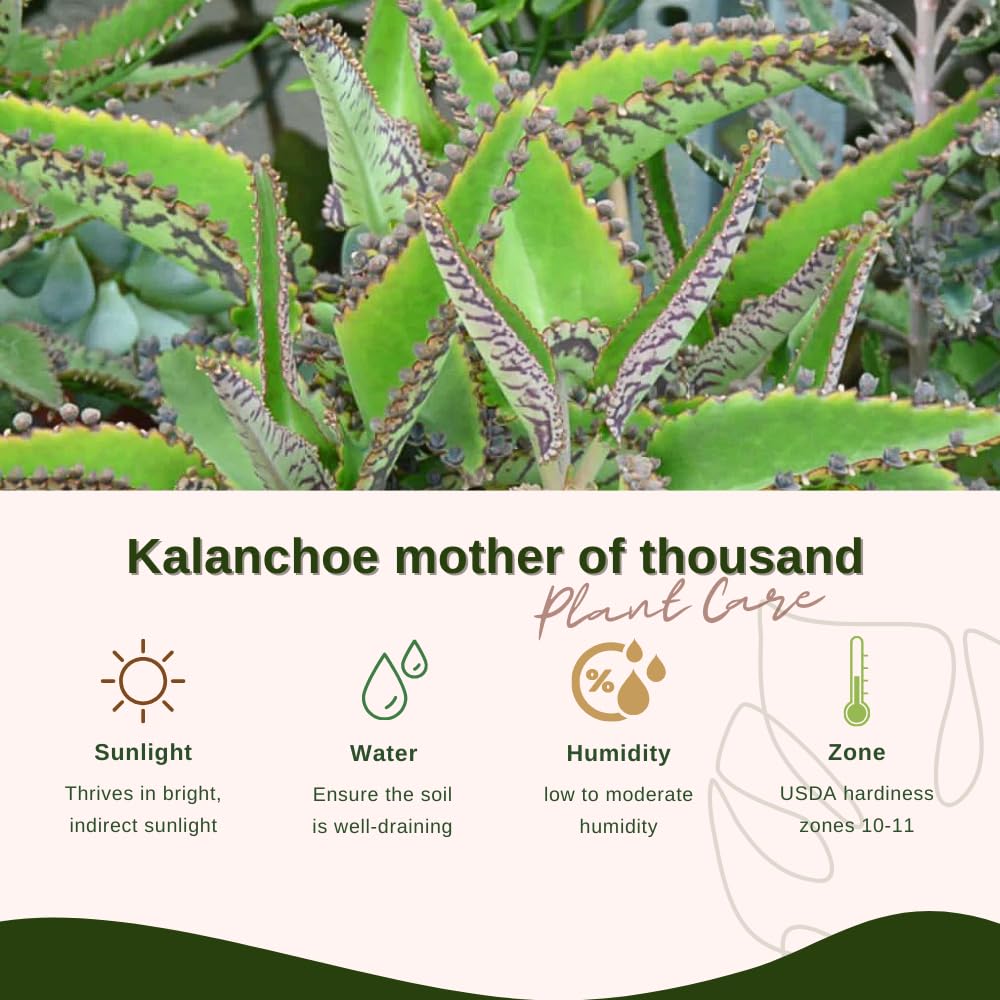 Live Kalanchoe Plant Starter, Mother of Thousands Plant Kalanchoe 4 Inch Pot, Indoor Houseplants