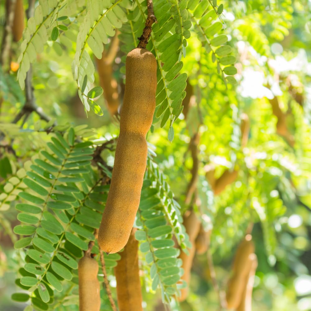 Tamarind Tree Live Plant, Sweet Tamarind Plant Live, Well Rooted 3 Feet Tall, 3 Gallon Pot, Tropical Fruit Tree for Patio and Garden