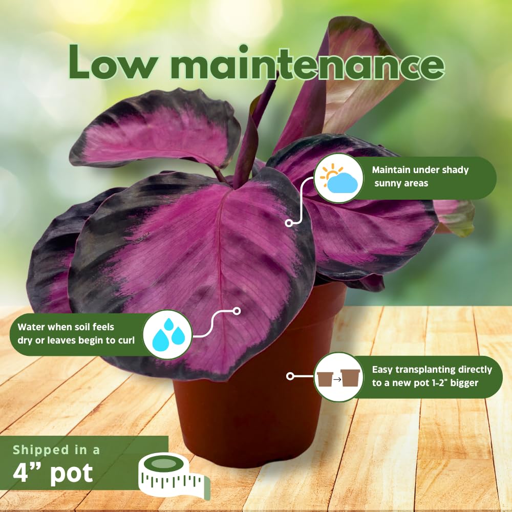 BubbleBlooms Calathea Rosie, in 4 inch Pot, Pink Picturata, Hot Pink Roseopicta, Rosey Pink Star, Rosy Prayer Plant