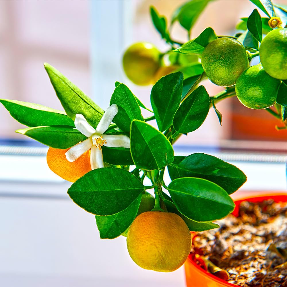 Brighter Blooms - Calamondin Bush, 1 Gallon - No Shipping to AK, AL, AZ, CA, FL, GA, HI, LA, MS, OR, TX