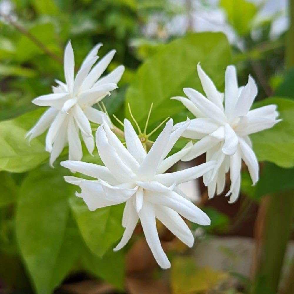Live Jasmine Plant 2-3ft Tall in One Gallon Pot, Jasmine Sambac Plant Live, White Jasmines Flowers Shurb for Grow Indoor or Outdoor (Arabian Jasmine)