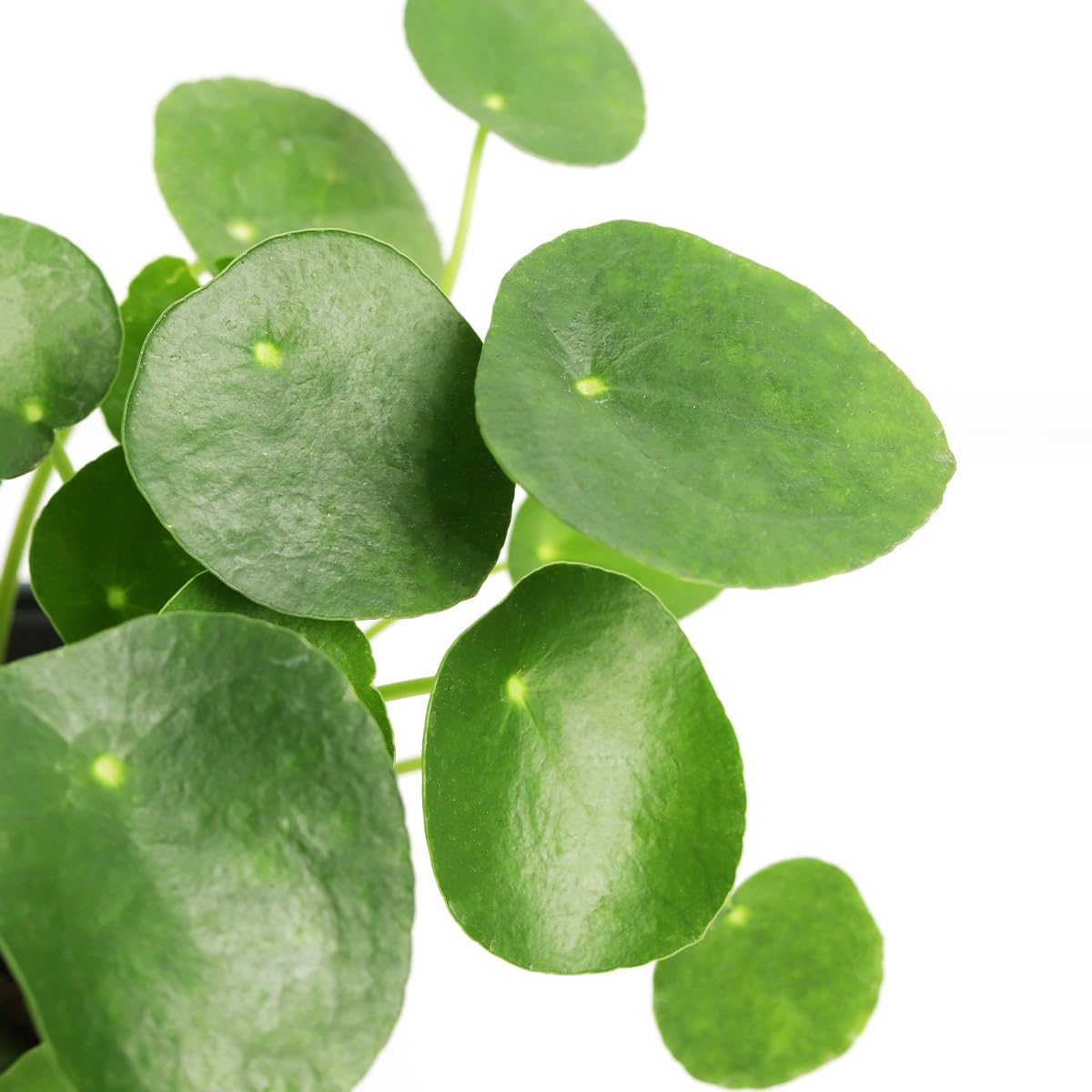 Pilea Peperomioides (4" Grower Pot) - Air-Purifying Bright Light Houseplant - Easy to Care Houseplant Decoration for Office and Apartment