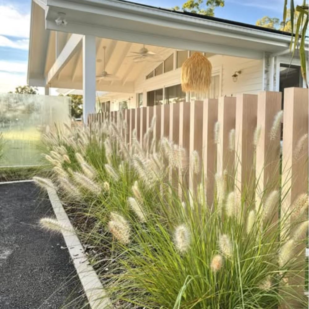 Set 3 Fountain Grass Plants Live Clumps for Planting Your Garden, 4-8 Inch Tall, Ornamental Grasses Live Plants Perennial (Mix Fountain Grass)
