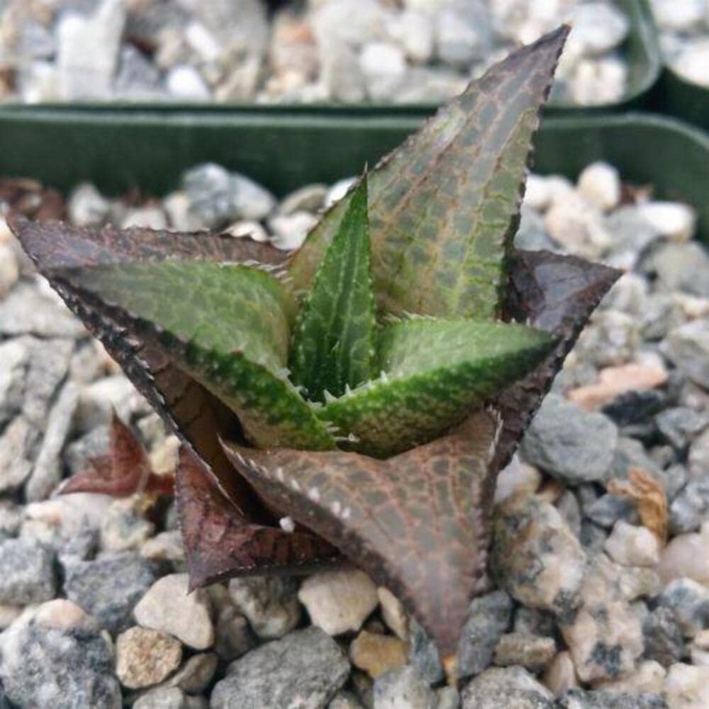 Haworthia veneosa Tessellata Cacti Cactus Succulent Real Live Plant