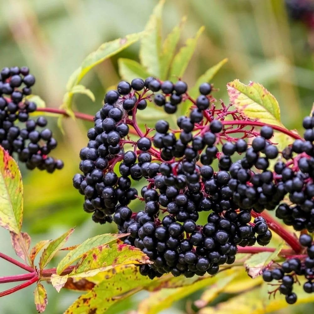 Black Elderberry Plants Live, 2-3ft Tall, Black Elderberry Bush Shrub for Outdoor Planting, Perennial Berry Fruit Trees