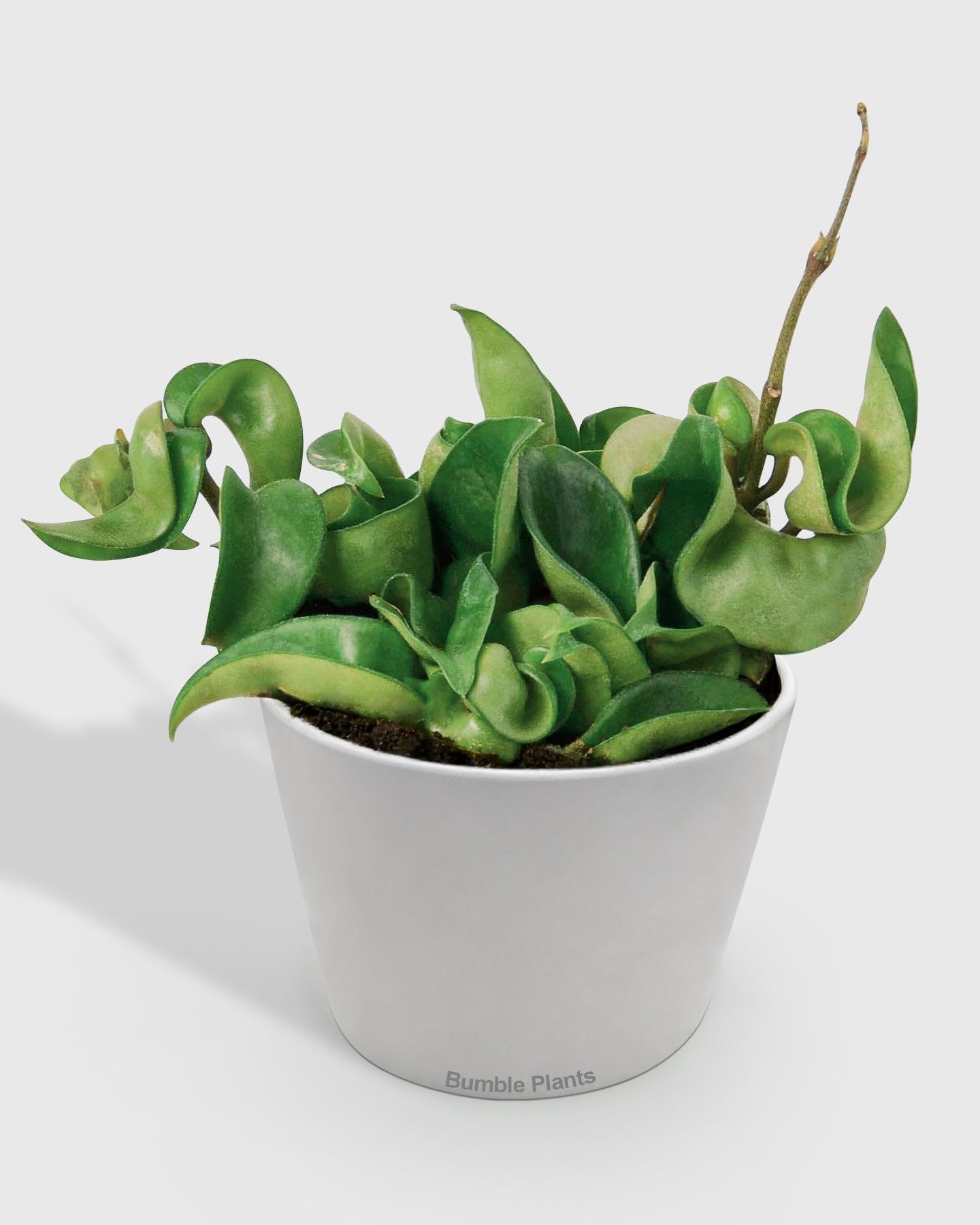 Hoya Hindu Rope Krinkle Curl-4" Pot/Nursery Pot - Live Plant Easy Care, Low Maintenance for Home Decor - Air Purification Houseplant