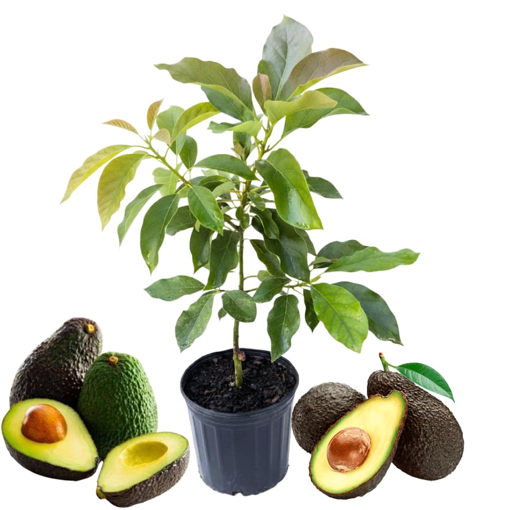 HASS Avocado Tree Live Plant in 3 Gallon Pot, 1-2 Feet Tall, High-Yield Grafted Avocado Fruit Tree for Planting, No Ship to CA, Very Hardy
