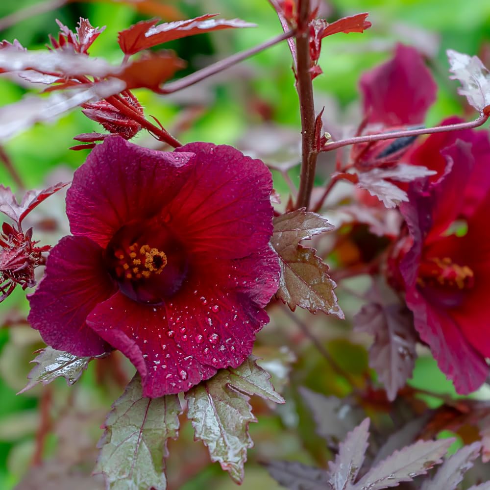 4 Cranberry Hibiscus Live Plants, 4-6” Tall, Tropical Hibiscus Flowers, Cranberry Plants Live