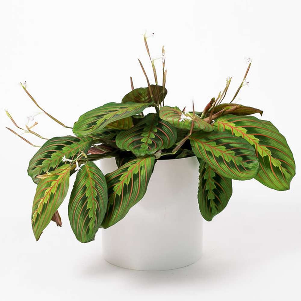 Maranta 'Red Prayer' Live Plant for Indoor | Different Houseplants in 4'' & 6'' Pot | Real House Plant for Living Room, Office, Desk & Bathroom | Prayer Plant