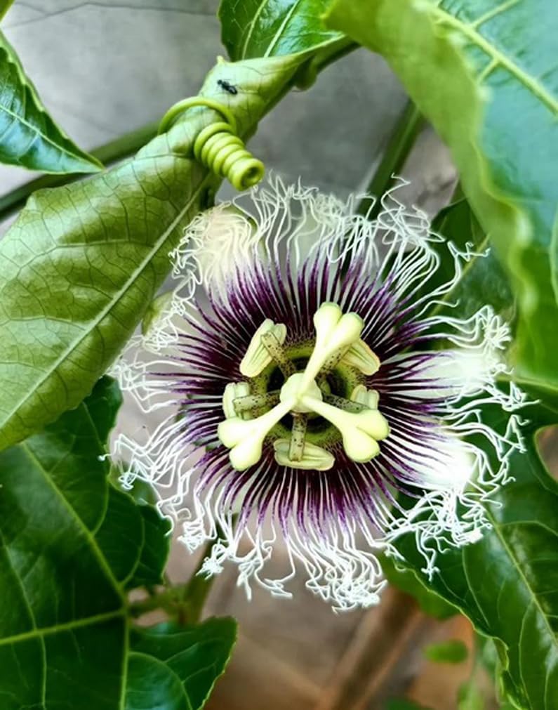 30PCS Passion Fruit Seeds Tropical Climbing Vine Outdoor Indoor Home Garden Plant Seeds Heirloom