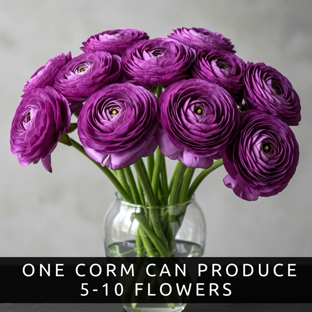Purple Ranunculus Bulbs for Planting – 20 Large Healthy Corms – Rich Purple, Rose-Like Blooms – Easy to Grow, Long-Lasting Flowers for Gardens, Containers & Cut Arrangements