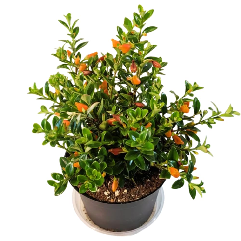 Trailing Goldfish Plant, Goldfish Plants Live Houseplants in 4 Inches Pot, Bright Blooms Flowers for Hanging Basket, Rare Indoor Succulents, 4 to 7 Inches Tall