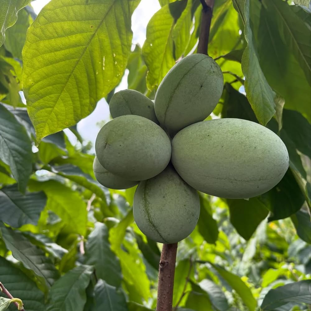 Set 2 Pawpaw Tree Live Plants, Paw Paw Bare Root Plant for Planting, Well Rooted, 8-12 Inches Tall, Sweet Fruit Tree for Garden