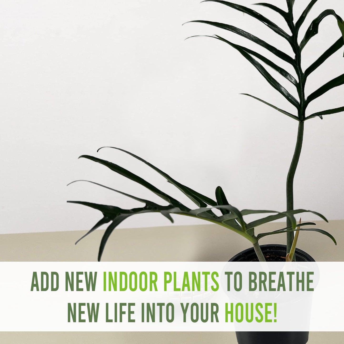 LEAL PLANTS ECUADOR Philodendron Tortum Giant | Natural Décor Plant | Philodendron Tortum Mature Indoor Green House Plant