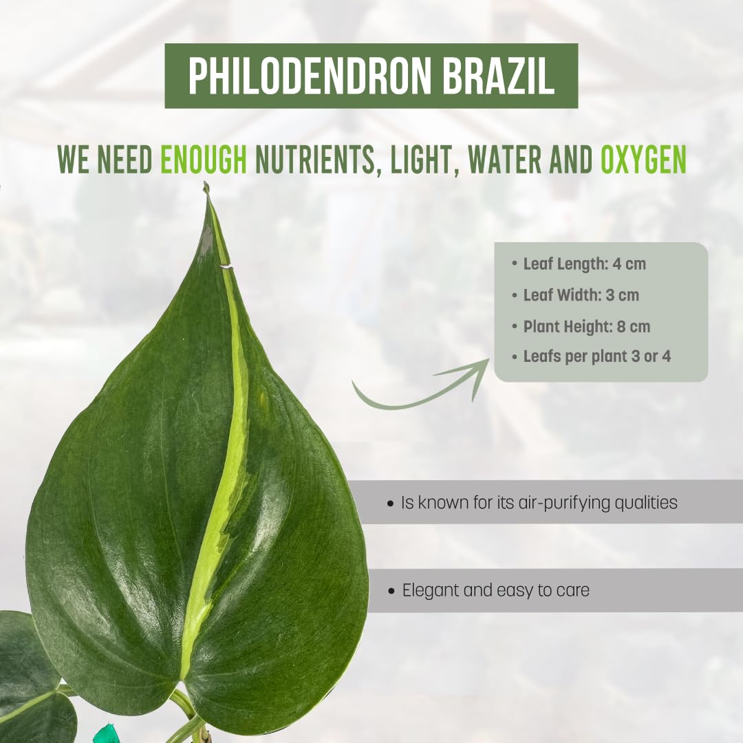 LEAL PLANTS ECUADOR Philodendron Brazil (Pack of 2)|Golden Pothos Brazil| Jade Pothos Brazilian Live Houseplants, Perfect for Home Decor, Unique Gift for Plant Lovers