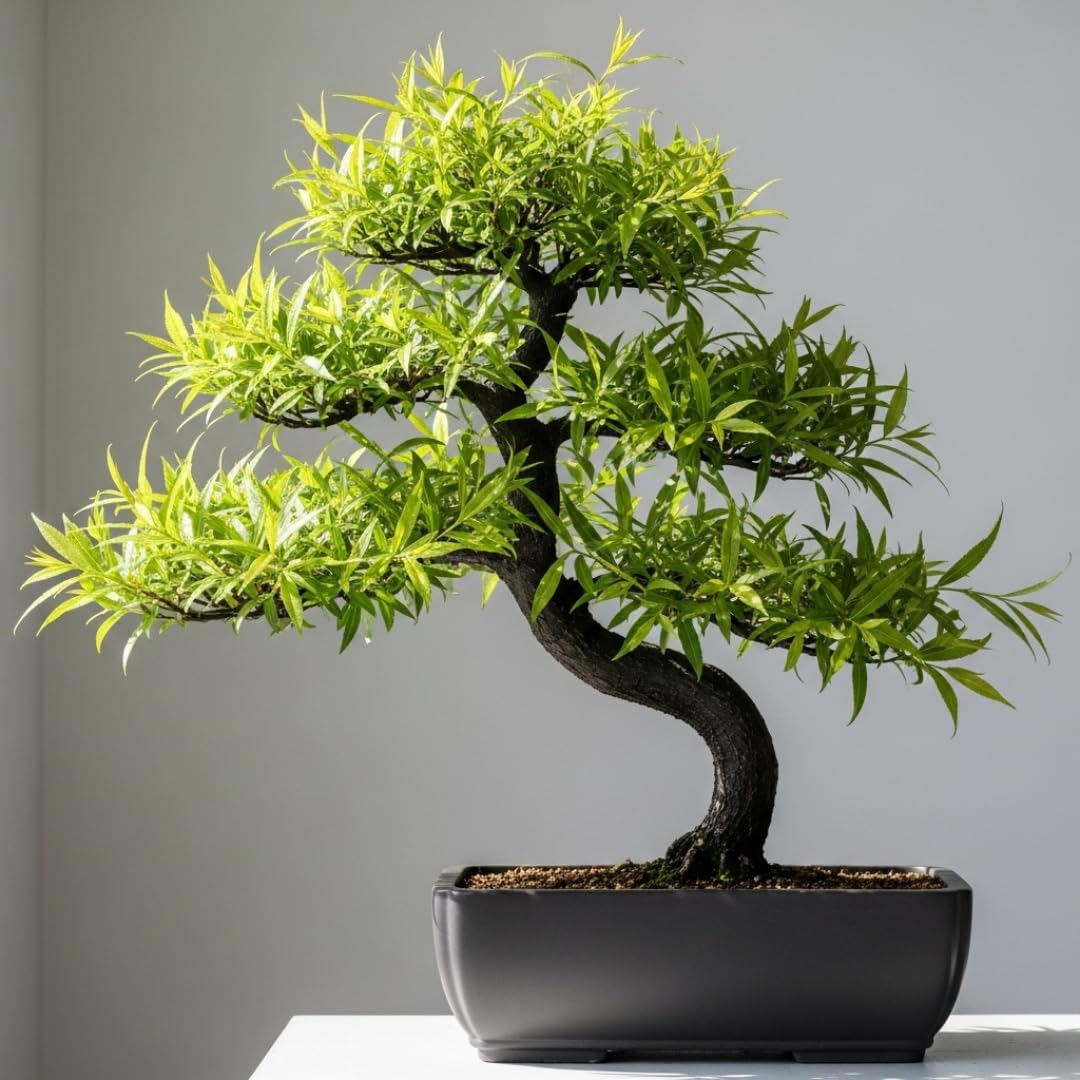 Black Willow Bonsai Tree Cutting to Grow - Dark Branches - Fast Growth, Good for Training - Easy-to-Root for Beginners & Experts, Indoor or Outdoor Planting - Gift for Plant Lovers