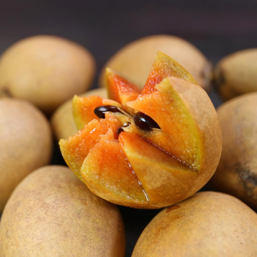 Live Sapodilla Tree, Tropical Sapodilla Fruit Tree, Sweet Fruit, 2–3 Feet Tall, Ready for Planting