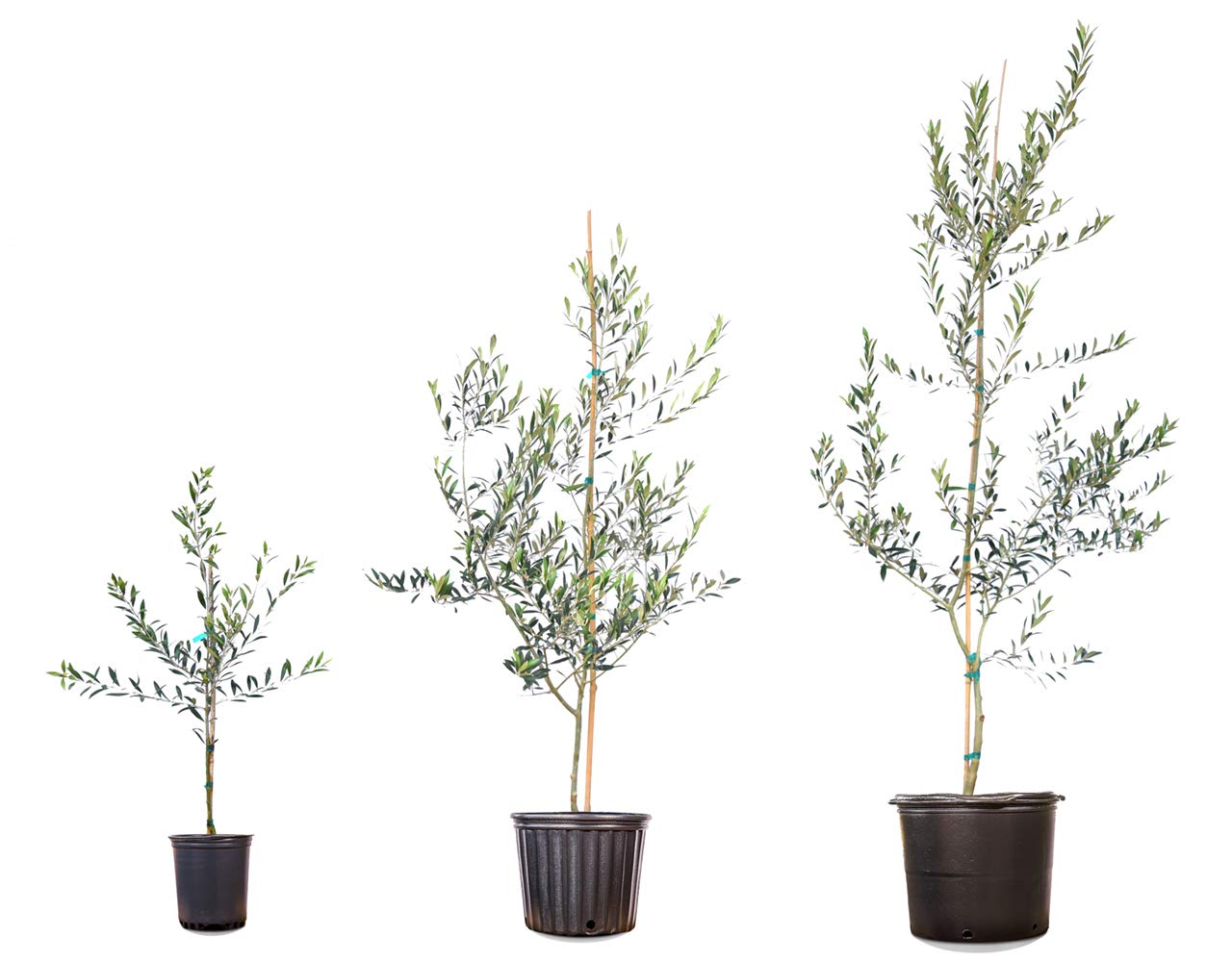 Perfect Plants Arbequina Olive Live Plant, 2-3ft, Includes Care Guide