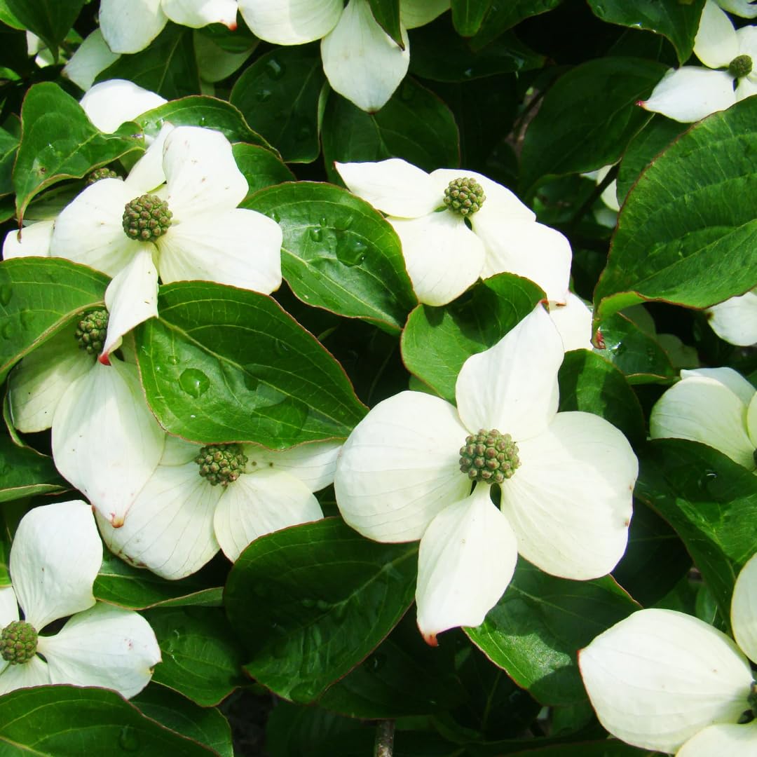 1 Year Old Kousa White Dogwood Trees Shrubs Bushes, 6-12 Inc Tall for Planting Outside, Flowering Dogwood Tree Plant Live for Outdoor Winter Planting