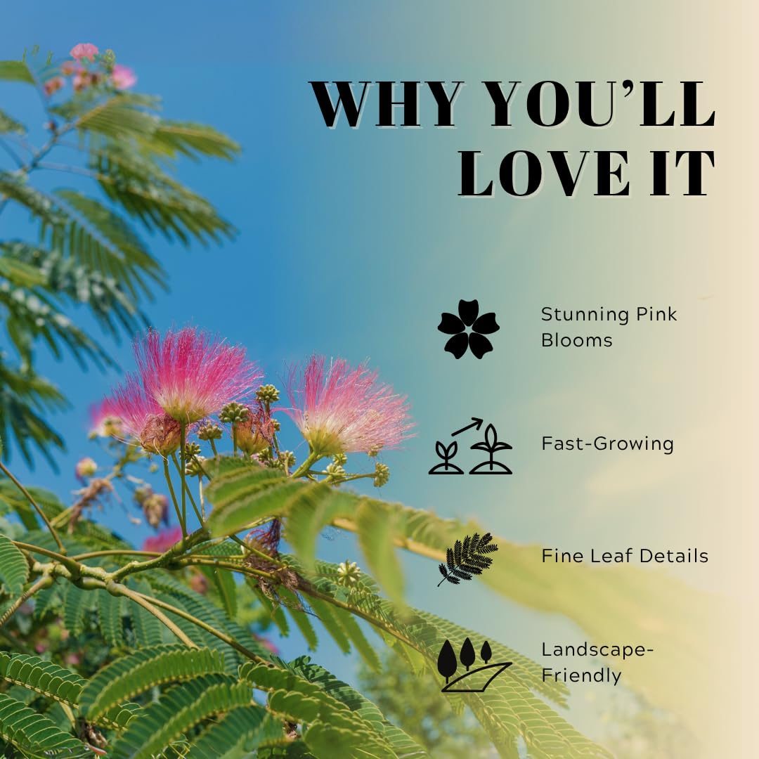 Pink Flower Persian Mimosa Silk Tree Live Starter Plant Albizia Julibrissin 2 Inch Pot (1)