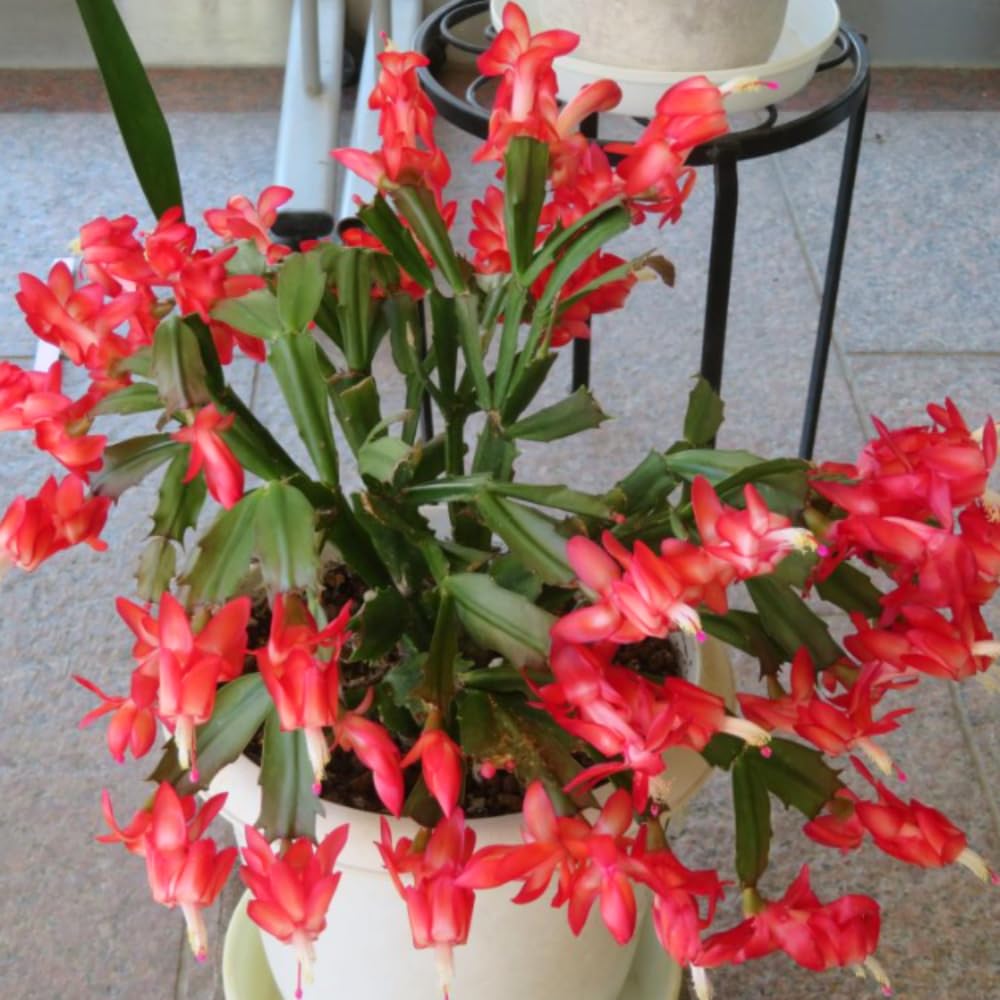 Christmas Cactus Plant Live, Holiday Cactus Live Plant, Hanging Baskets Houseplants, 4 Inc Potted (Red)