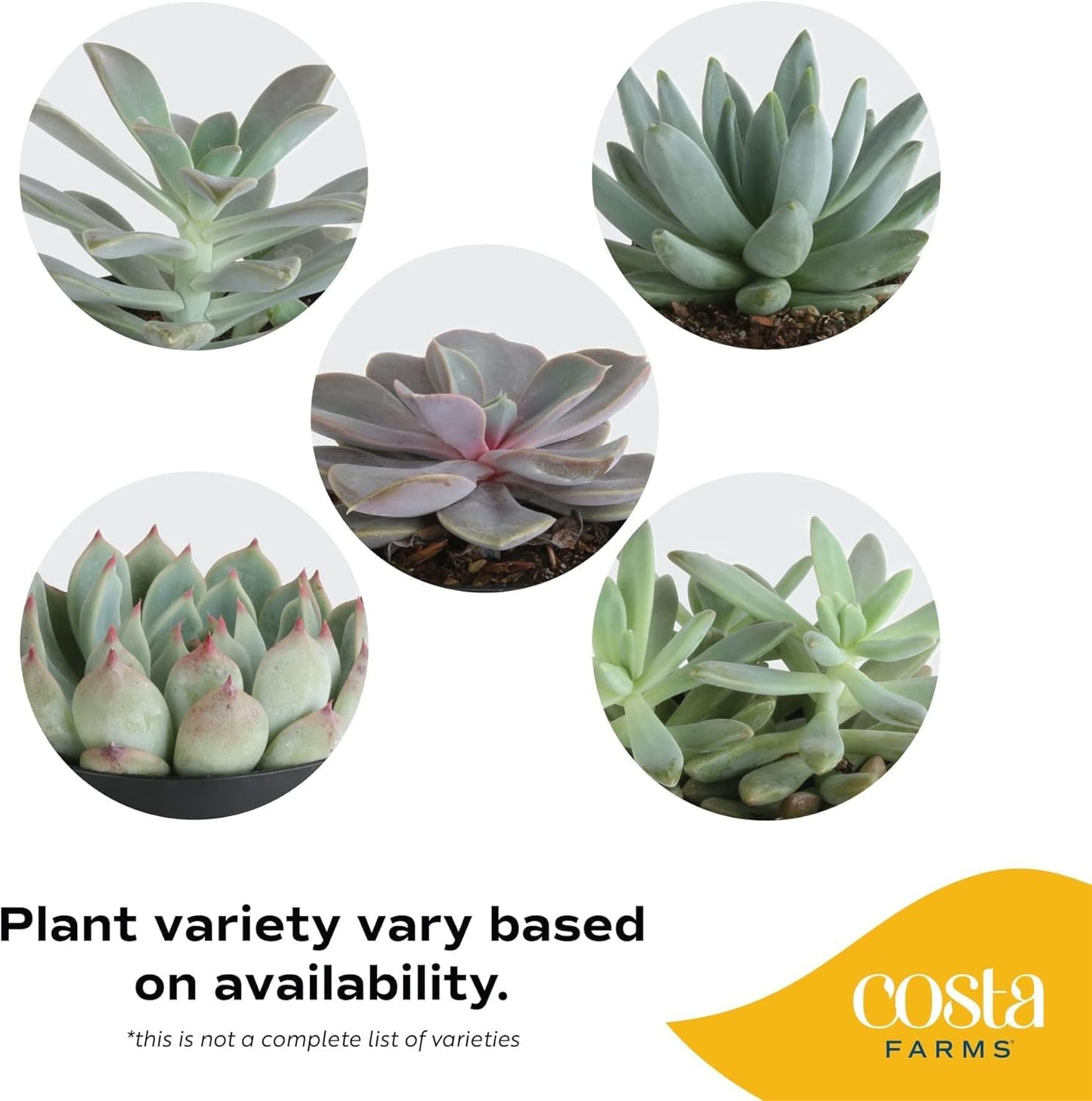 Costa Farms Succulent, Live Indoor Plant Grower's Choice, Easy to Grow Houseplant in Indoor Succulent Planter, Birthday, Garden Gift, Desert Room Decor for Home or Office, 6-Inches Tall