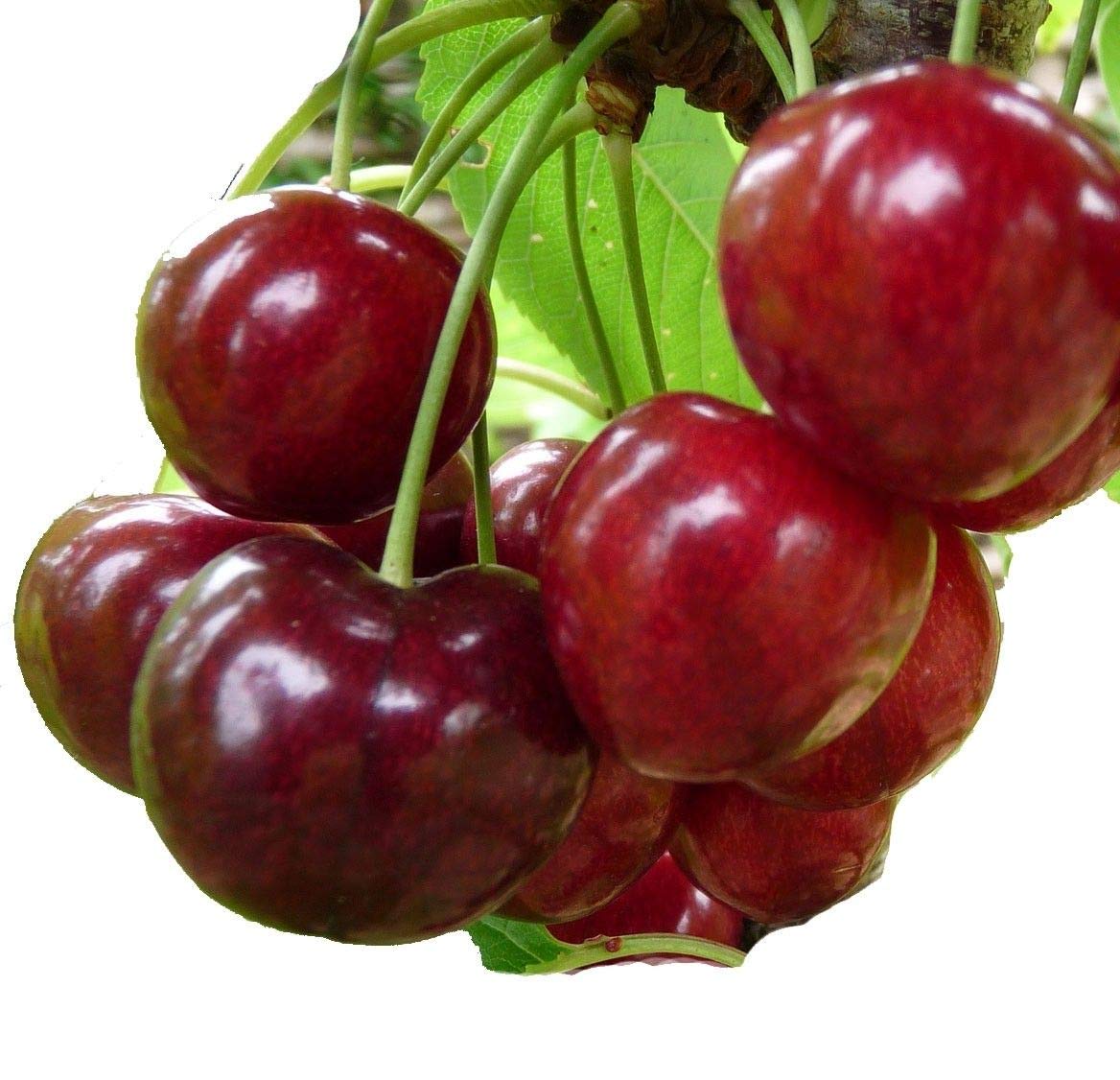 4 Fresh Stem Cuttings from Stella Red Sweet Cherry Trees - Unrooted, for Propagation Use