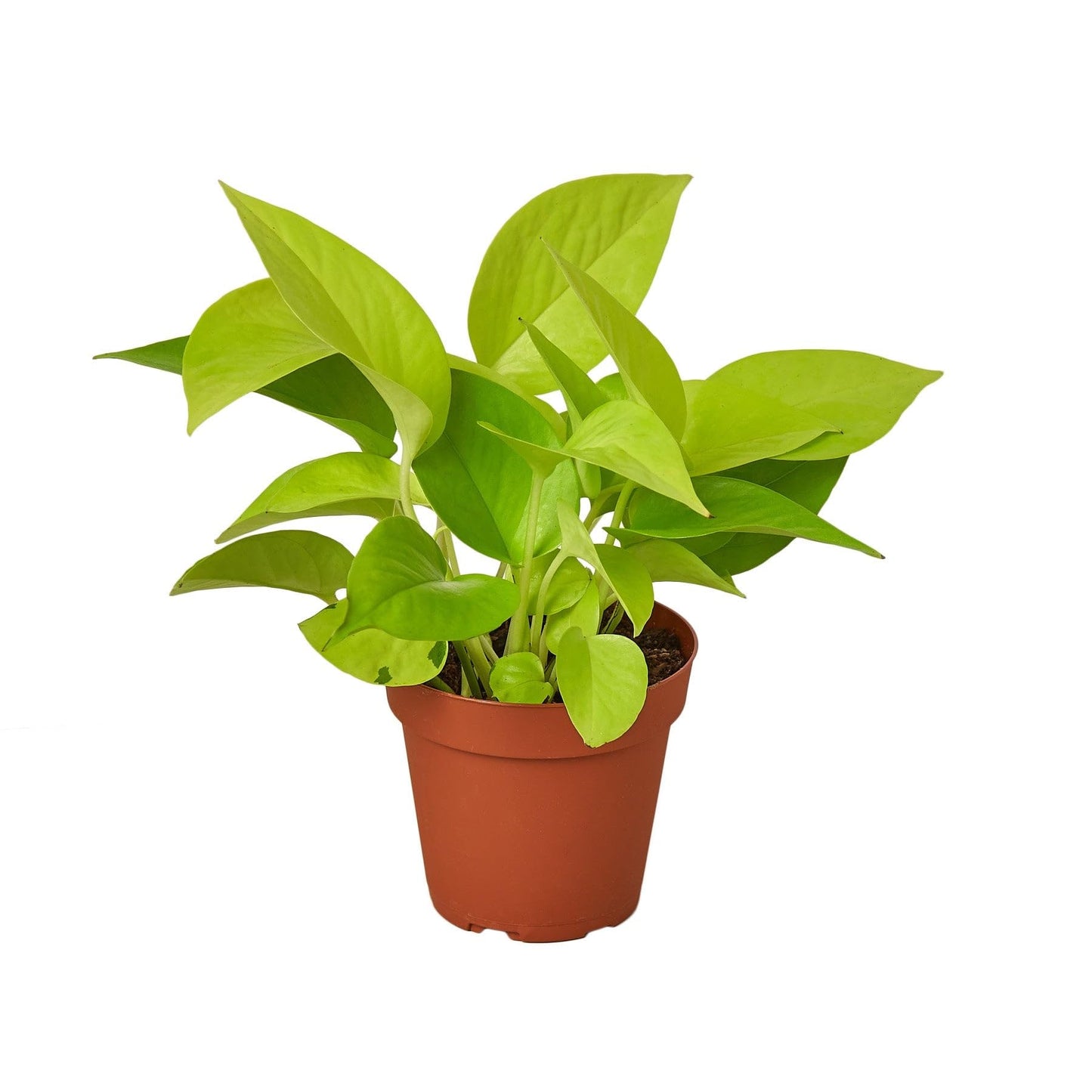 Pothos 'Neon' | Live Plant for Indoor & Outdoor | for Living Room, Office, Bathroom | (3" Pot)