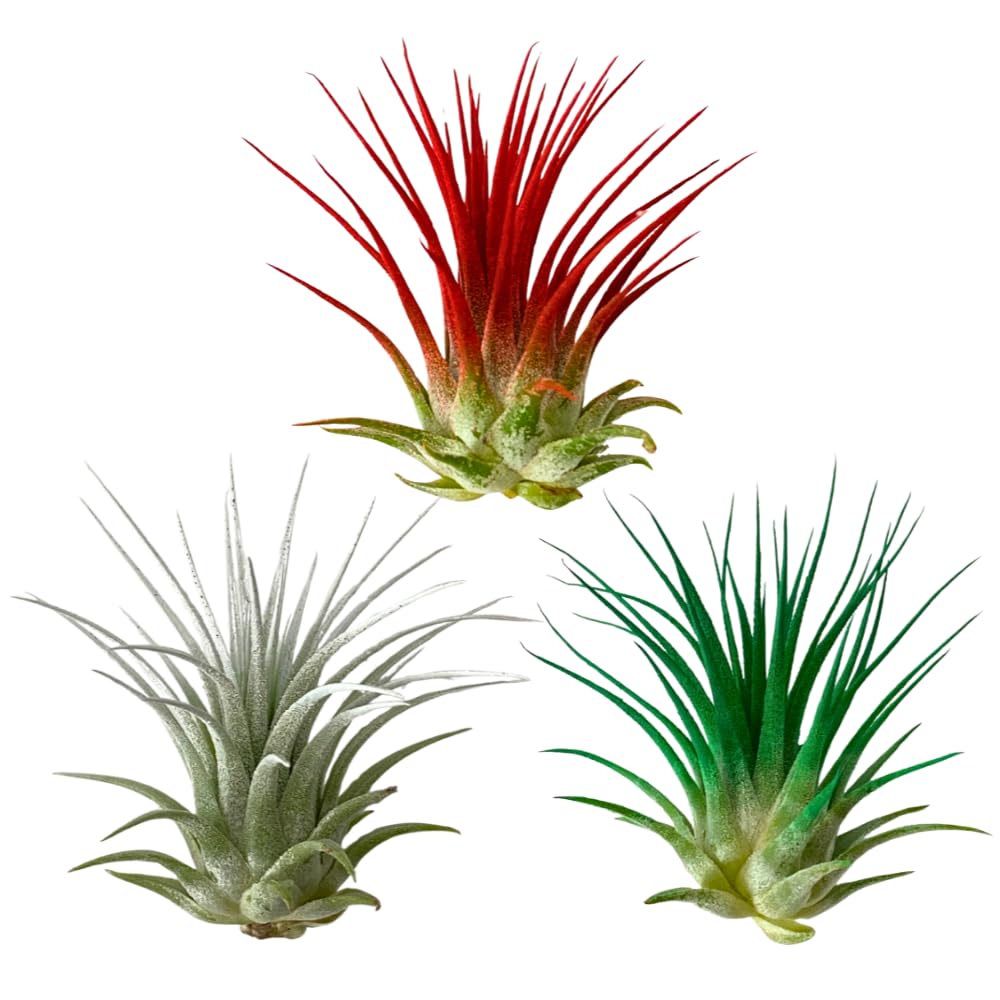Christmas Air Plants, Set of 3, Ionantha Guatemala Tillandsia Holiday Plant, Live Airplant, Healthy Arrival Guaranteed, Great Indoor Plant, Air Purification, Easy Care, Home & Garden (Red Green White)