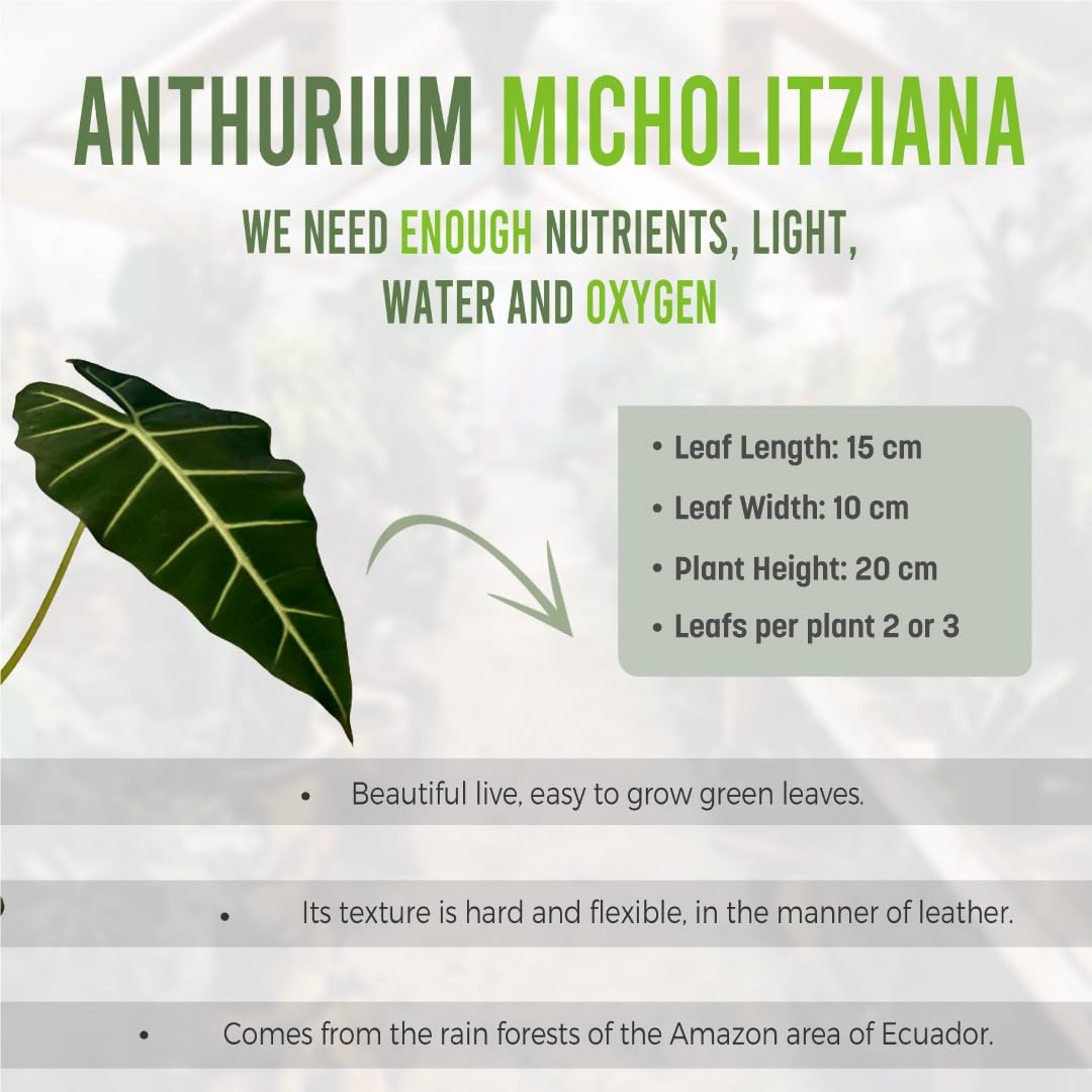 LEAL PLANTS ECUADOR Alocasia Micholitziana Exotic Green Velvet Zebra Plant | Live Indoor Houseplant | Elephant Ear Houseplant for Home Décor | Green Velvet Alocasia | Taro Plant