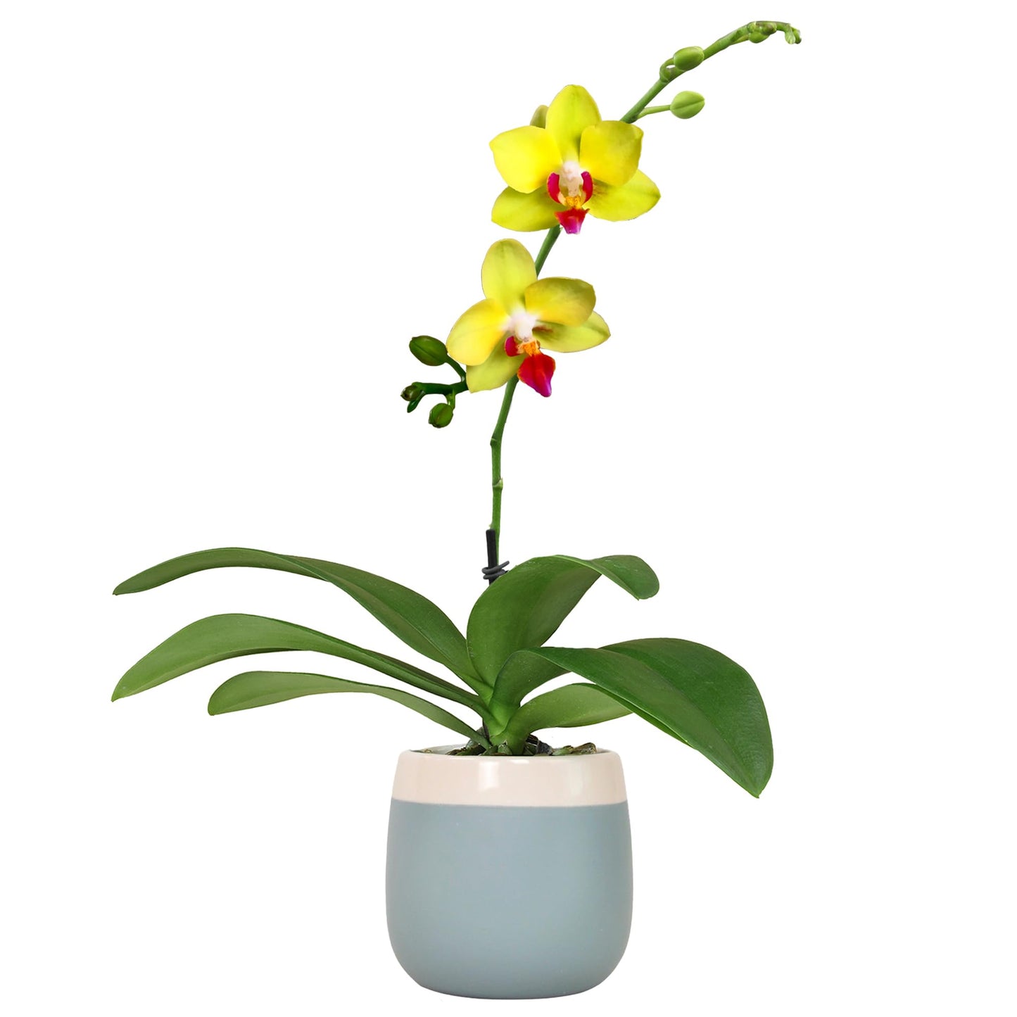 Premium Yellow Live Orchid Plant Blooming in 3.5" Blue & White Orchid Pot, Live Plants, Houseplant Gifts, Approx. 16" Tall, Pet Friendly Houseplants, Phalaenopsis Moth Flower by Plants for Pets