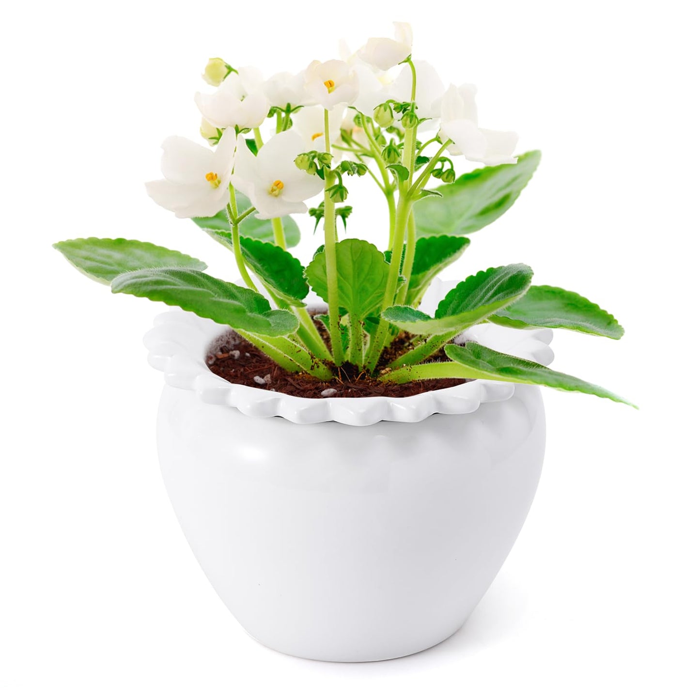 Lovely Ran Self Watering Plant Pot African Violet Pots Ceramic 6.5 * 4.6 * 4 inch White for Indoor Flowers and Plants Simple Plant Self Watering Pot Modern Decor Pots Efficient Absorption Water