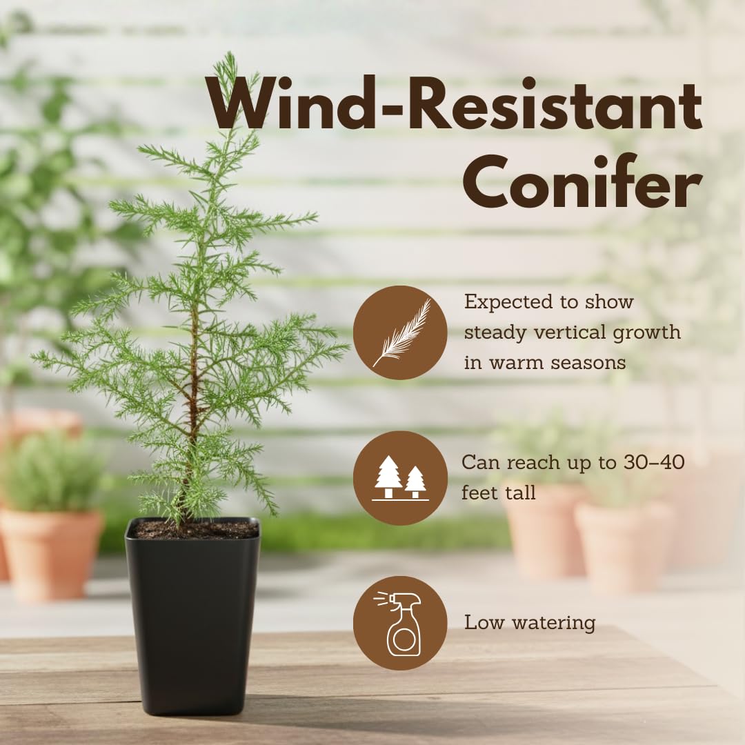My Shelfie – Arizona Cypress Bonsai Starter Tree (Cupressus arizonica), Live Evergreen Plant for Indoor or Outdoor Bonsai Forest Garden, Home & Living Room Décor (1)