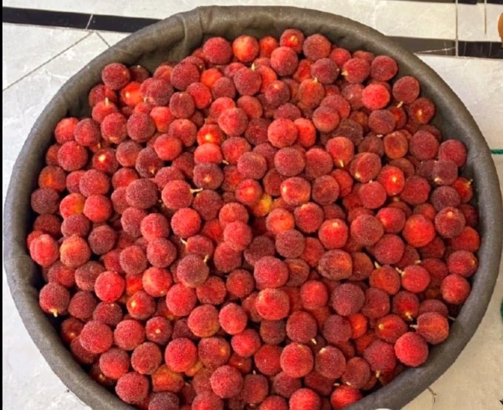 50 Bayberry Seeds, Fragrant Leaves Plant Seeds, Myrica Delicious Fruits