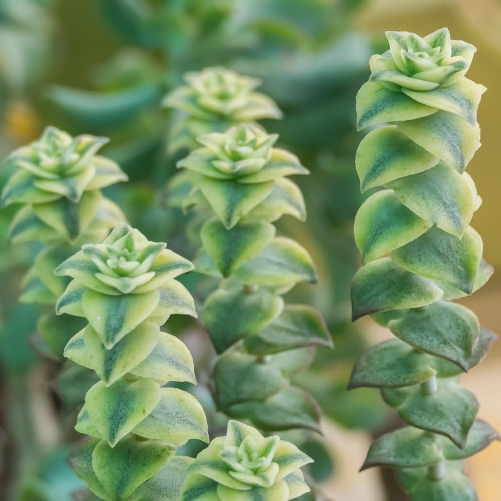 String Plant Live 4 Inch Pot, Rare Succulents Plants in Hanging Baskets, Trailing Succulent Houseplant for Home Office (Variegated String of Buttons)