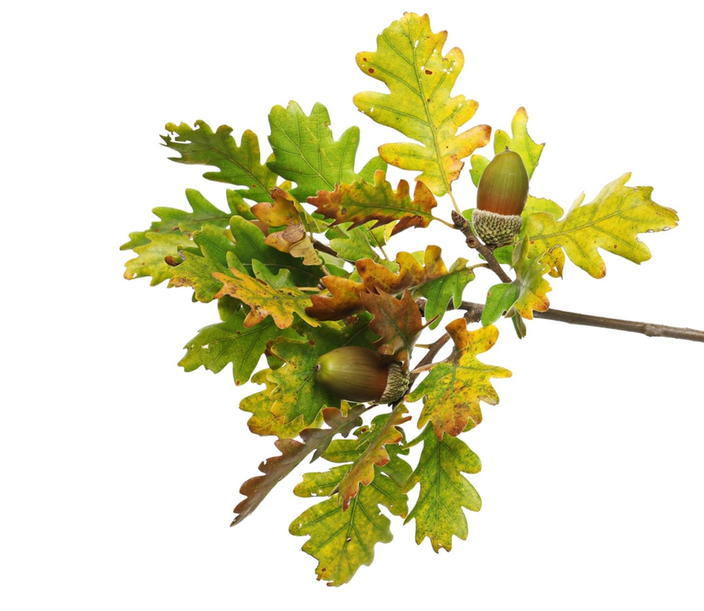 10 White Oak Tree Seedlings for Planting - 1 Yr Old Seedlings of Quercus alba