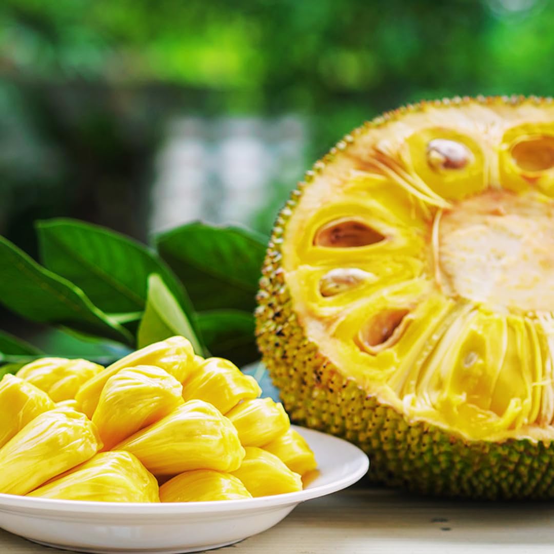 1 Year Old Jackfruit Tree Live Plant in Pot, 8-14" in Tall, Yellow Sweet Jackfruit Tropical Fruit Trees for Outdoor Planting