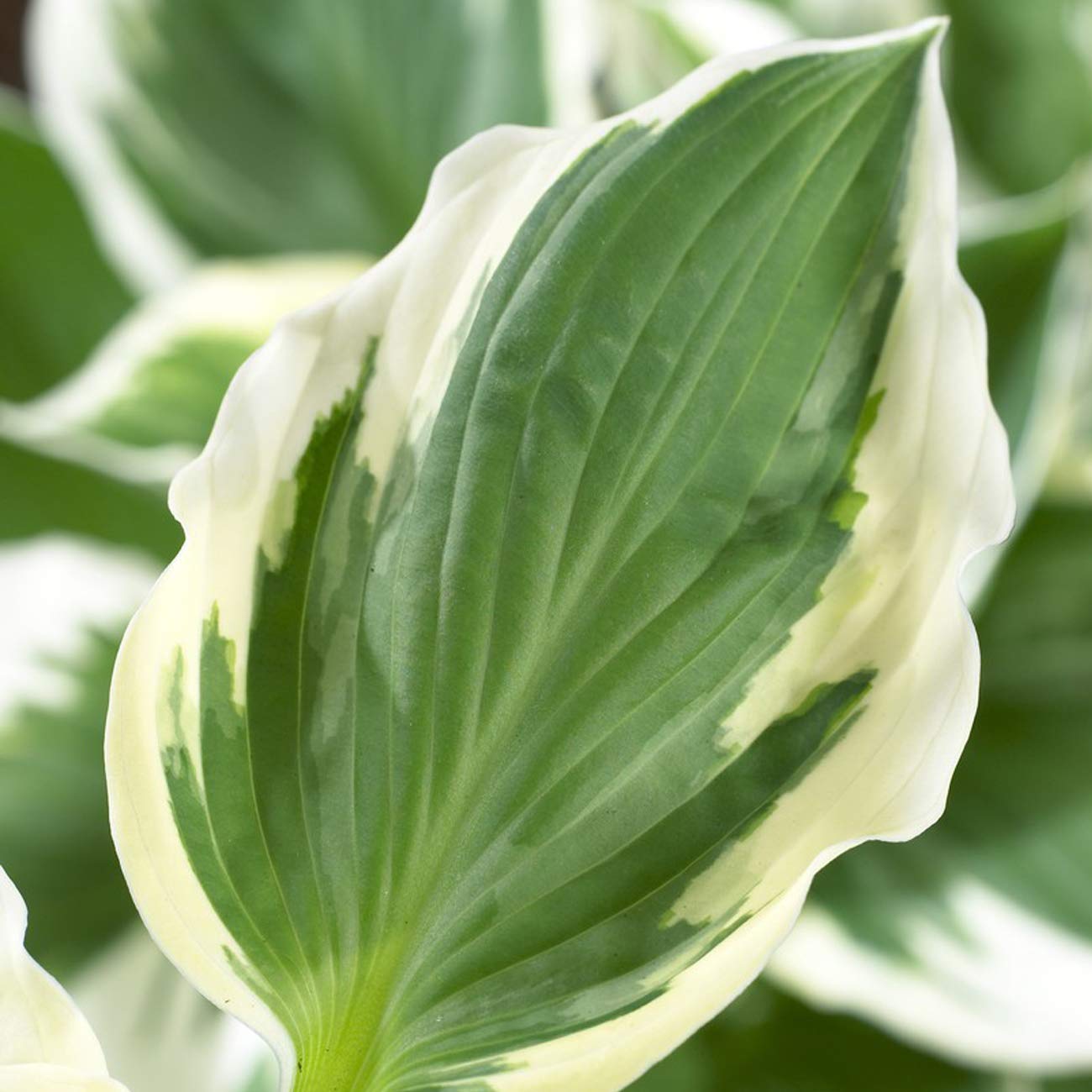 Van Zyverden Hosta Patriot Set of 3 Roots