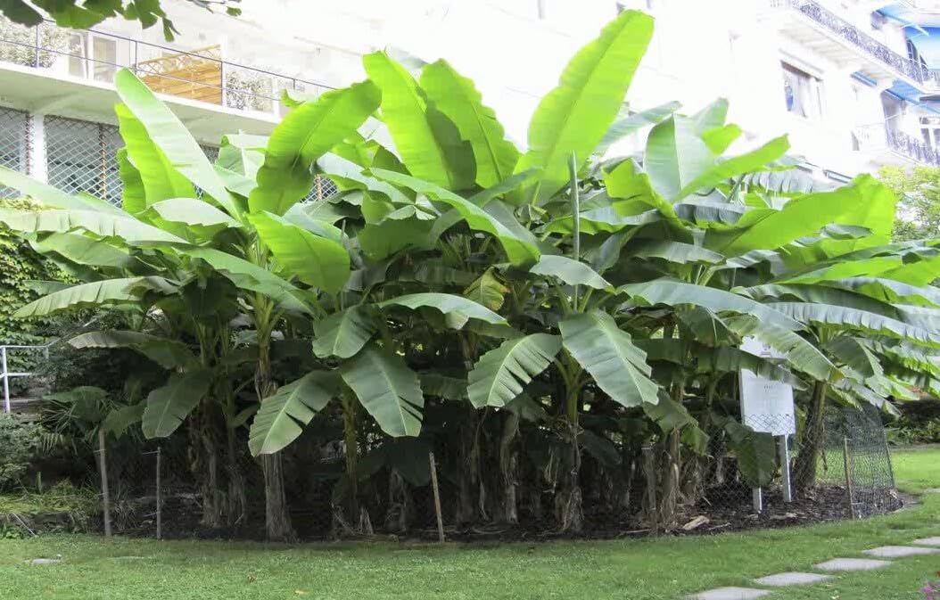 Live Plant - Basjoo Banana Tree Cold Hardy Musa Live Banana Tree-Small Rooted Starter Plant
