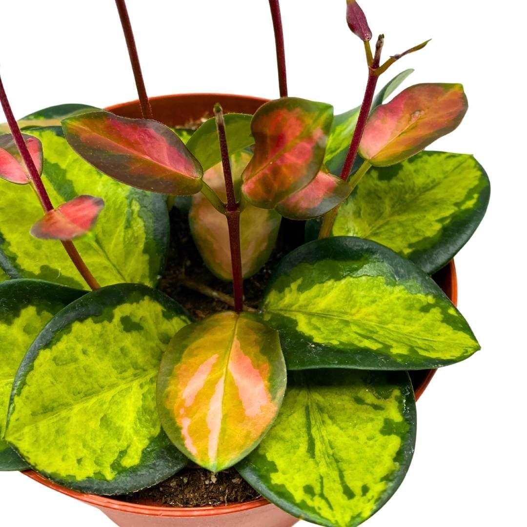 BubbleBlooms Variegated Hoya Australis, Tricolor Lisa, Very Rare Limited Live Plant, in 4 inch Pot