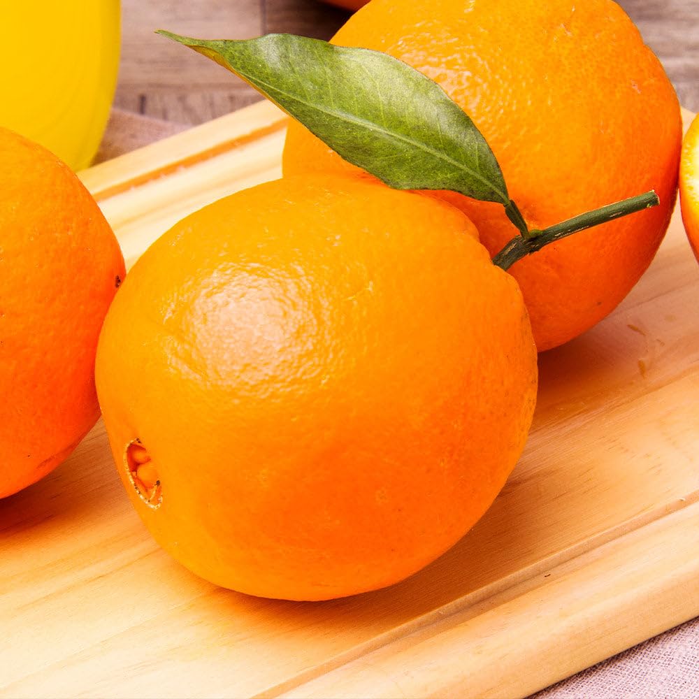 Brighter Blooms - Navel Orange Tree, 1-2 Feet - Live Fruit Plant - No Shipping to AL, AZ, CA, FL, GA, LA, OR, TX