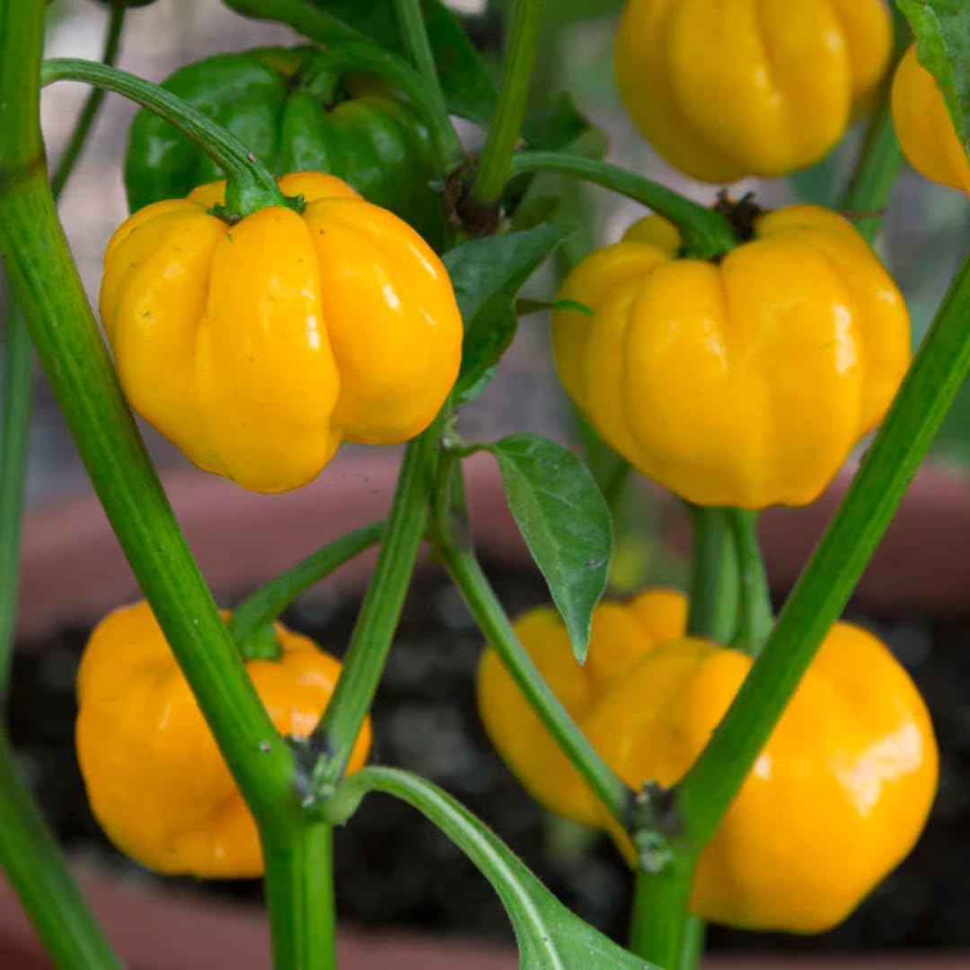 Live Yellow Scotch Bonnet Pepper Plant in 4 Inch Pot, 4–7 Inch Tall Seedling, Jamaican Hot Pepper Plant for Garden or Container Growing