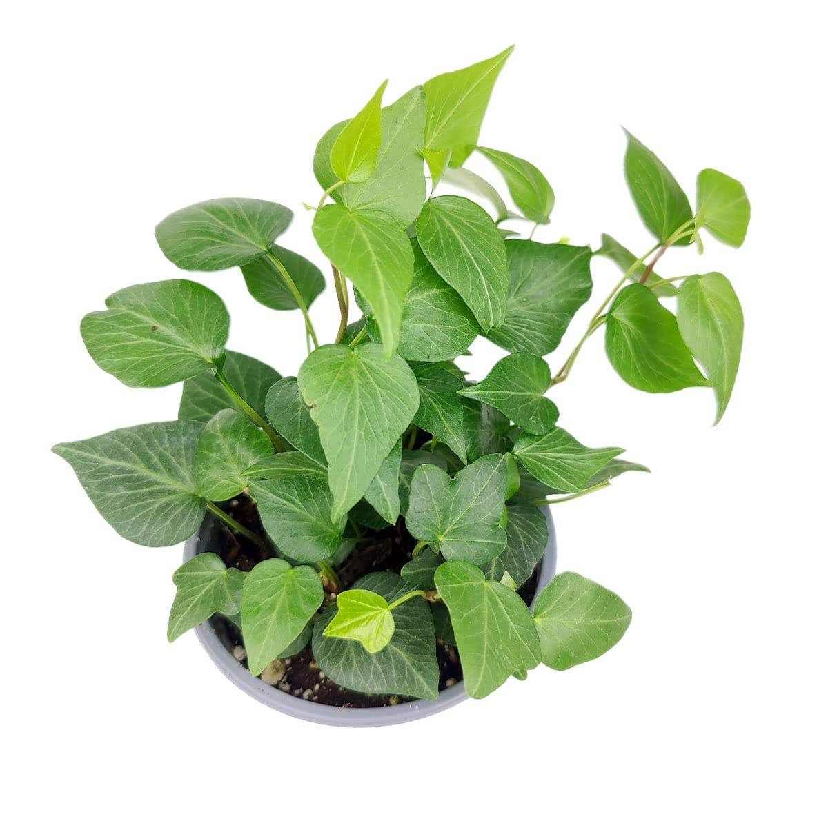 Green Ivy Plant (4" Grower Pot) - Heart-Shaped Green Leaves Houseplant for Home Decoration - Air Purifying, Easy to Grow Houseplant
