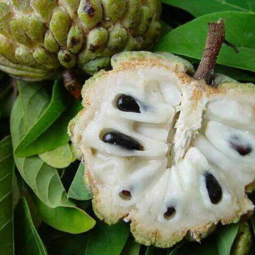 Green Sugar Apple Tree Live Plant, Tropical Custard Apple Fruit Plant, 1-2 Ft Tall in 1 Gallon Pot, Hardy, Cold Climate Ready, No Ship to CA,HI,AK