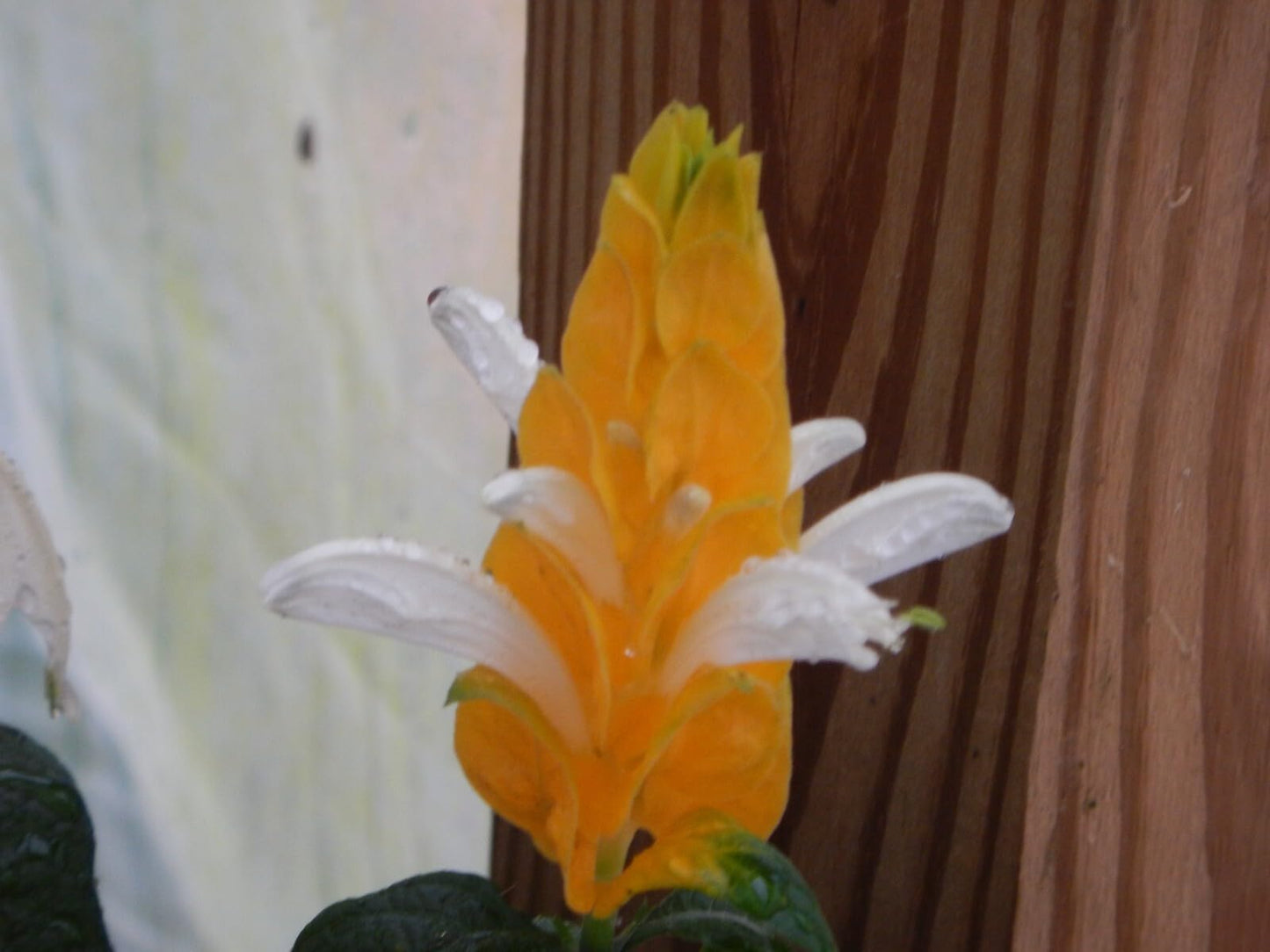Live Plant - Golden Shrimp Plant Justicia Brandegeana, Pachystachys Lutea, Starter Plant!!