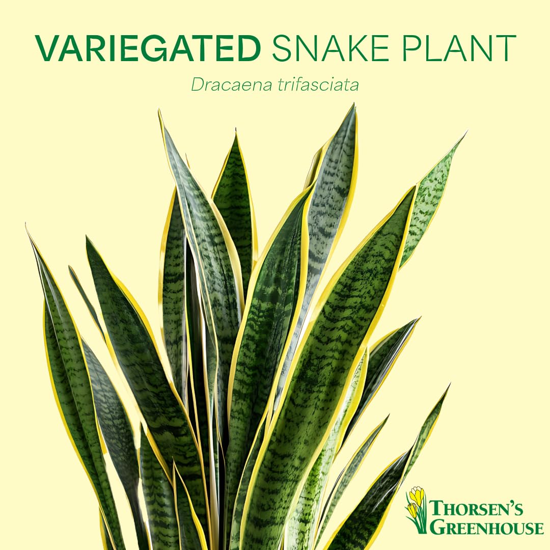 Thorsen's Greenhouse Variegated Snake Plant, Dracaena Trifasciata, Sansevieria, Mother-in-Law Tongue, Low Light, Easy to Grow, Live Indoor Plant, 4" Diameter Pot (Gold)